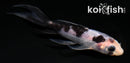 4" SHIRO UTSURI BUTTERFLY
