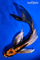 6.75" BENI KIKOKURYU BUTTERFLY