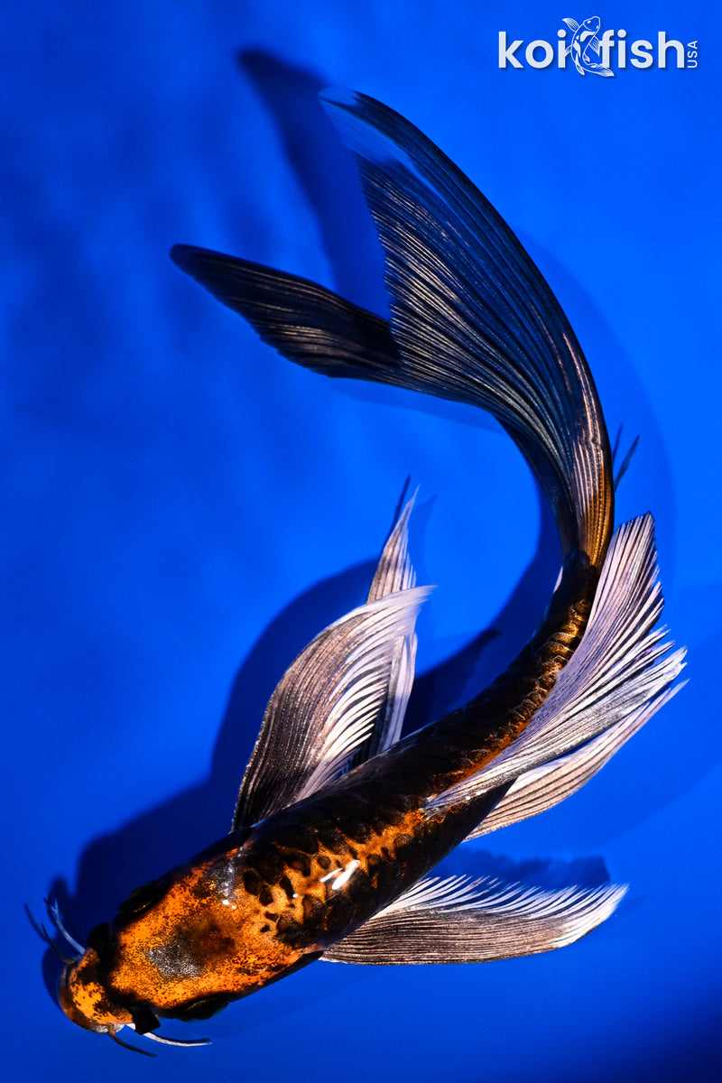 6.75" BENI KIKOKURYU BUTTERFLY