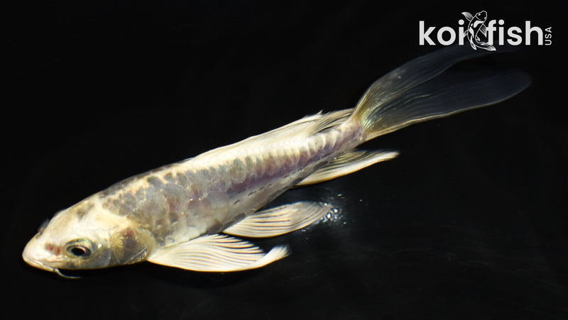 5.5" ARAGOKE KIN KIKOKURYU BUTTERFLY
