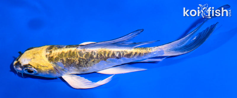 5" ARAGOKE KIN KIKOKURYU BUTTERFLY