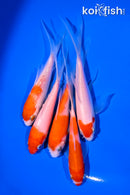 PACK OF (5) 4-5" KOHAKU BUTTERFLY KOI