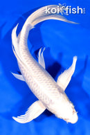 9.25" PLATINUMU OGON BUTTERFLY
