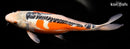 13.75" HI SHUSUI
