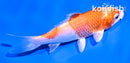 4" HARIWAKE