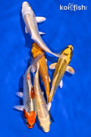 PACK OF (5) 4-4.5" STANDARD KOI