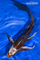 9.75" BENI GINGA BUTTERFLY