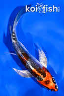 4.5" BENI KIKOKURYU BUTTERFLY