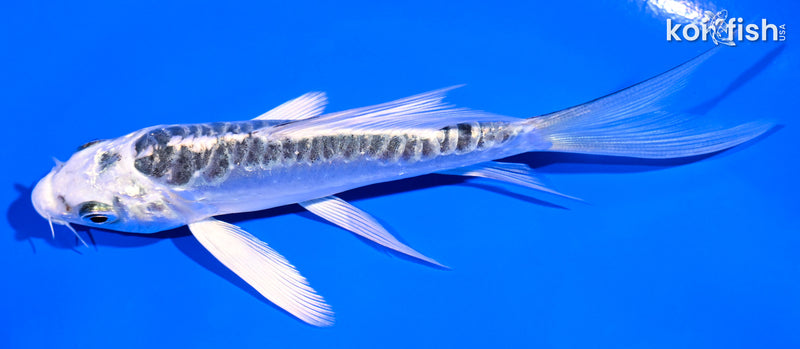 4.25" KIKOKURYU BUTTERFLY