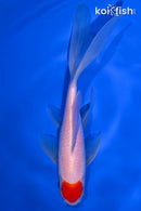7.25" TANCHO COMET GOLDFISH