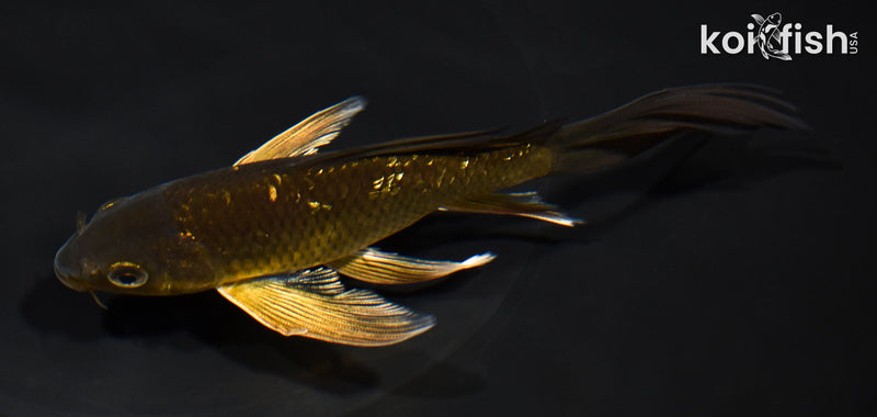 5.75" GINRIN CHAGOI BUTTERFLY