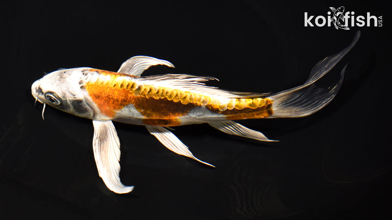 8" KIN KIKOKURYU BUTTERFLY