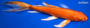 9.5" ORENJI OGON BUTTERFLY
