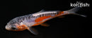 5" HI SHUSUI
