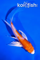4.5" KIKUSUI BUTTERFLY