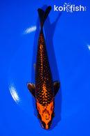8.25" ORENJI MATSUBA