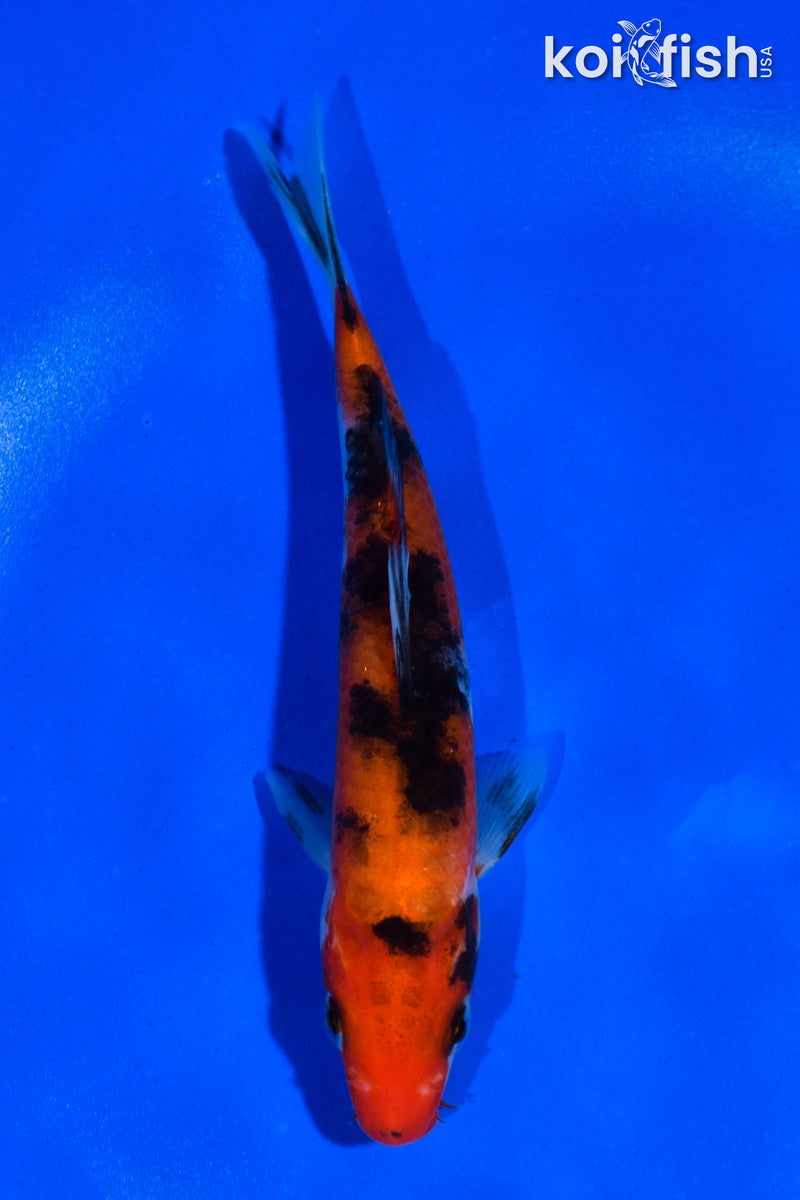 5" AKA SANKE