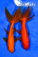 PACK OF (2) 5.25-5.75" WAKIN GOLDFISH