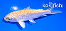 4" GINRIN YAMABUKI OGON
