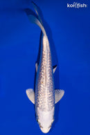6.25" GINRIN PLATINUM OGON
