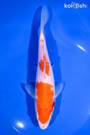 7.25" KOHAKU