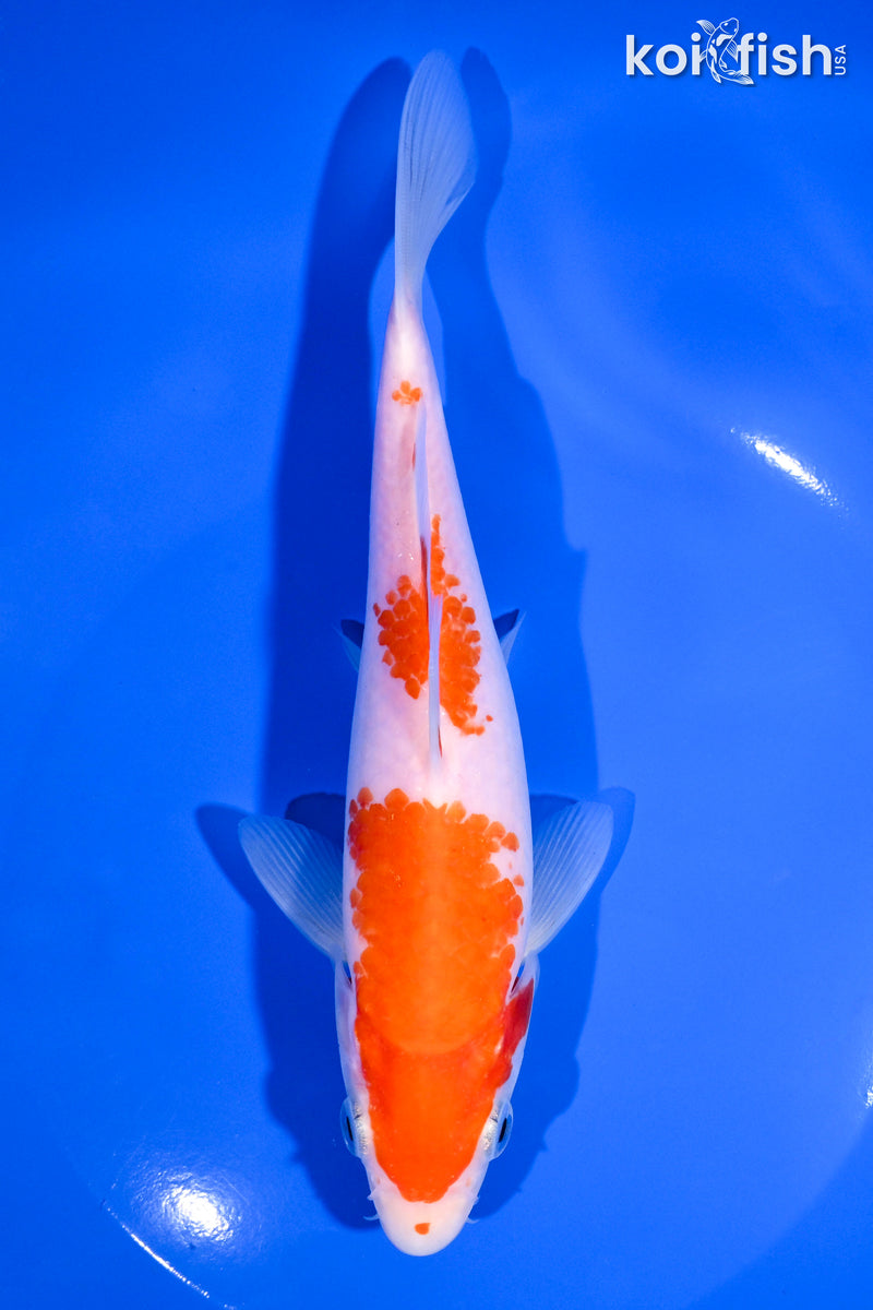7.25" KOHAKU