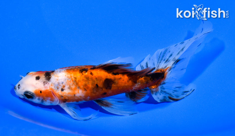 5.5" CALICO WAKIN GOLDFISH
