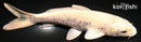 5.25" CREAMY OGON