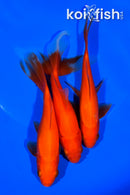 PACK OF (3) 5.25-5.5" ASSORTED GOLDFISH