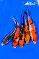 PACK OF (5) 4.5 - 4.75" STANDARD KOI