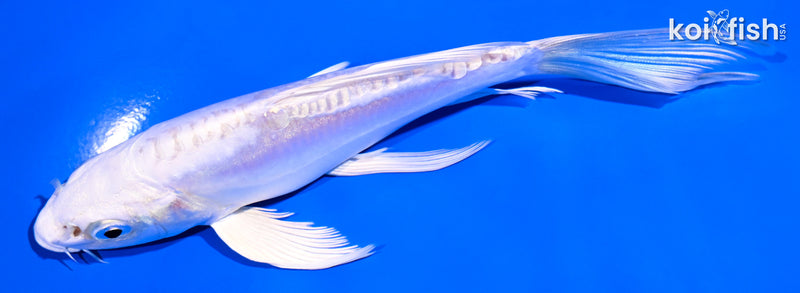 5.5" DOITSU PLATINUM OGON BUTTERFLY