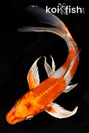 9.5" KUJAKU BUTTERFLY