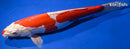 16.5" KIKUSUI