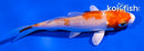 3.5" HARIWAKE
