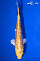 7" GINRIN DOITSU YAMABUKI OGON