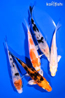 PACK OF (5) 4-5" STANDARD KOI