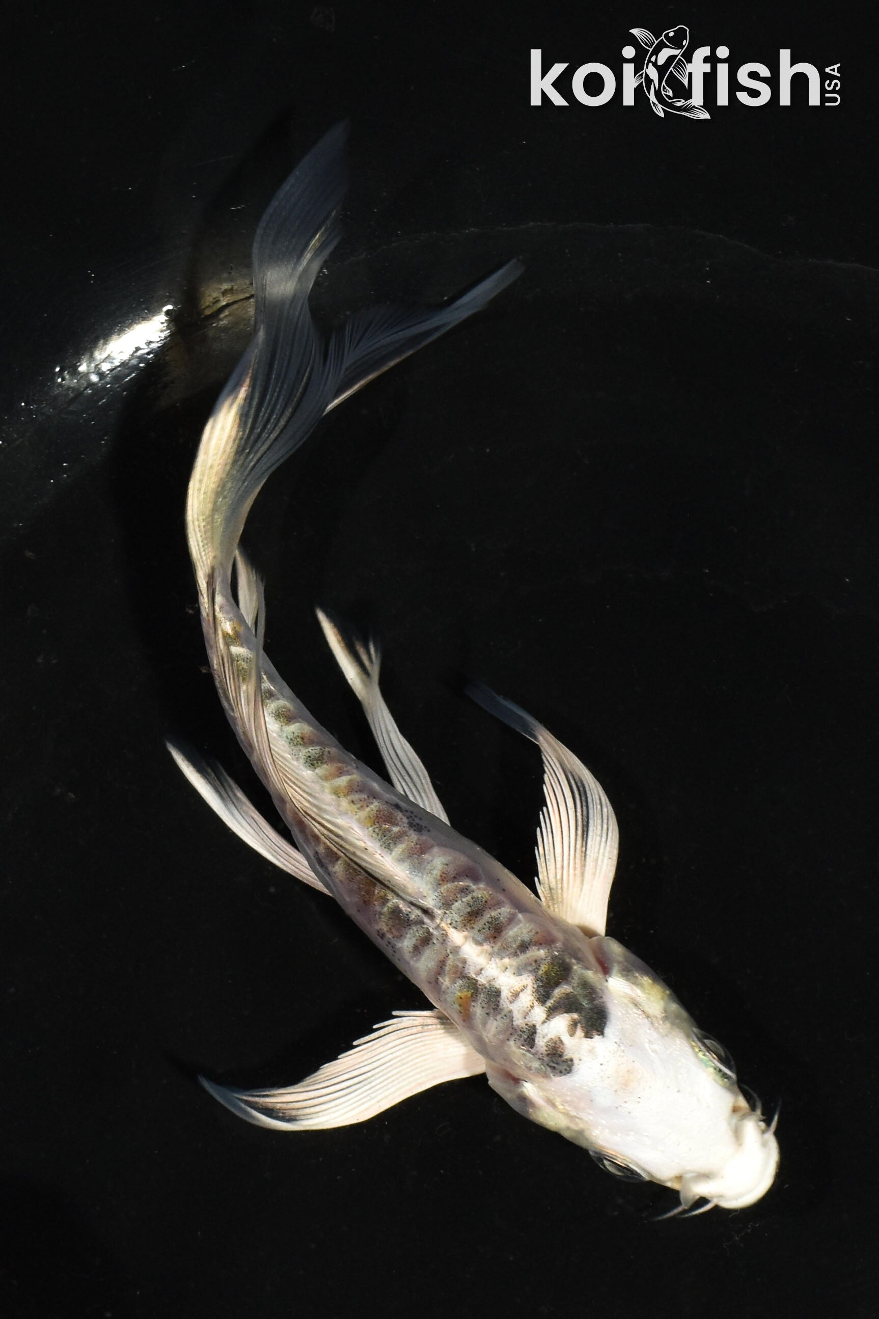 Butterfly Koi for Sale | Buy Butterfly Koi Online | Koi Fish