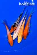 PACK OF (5) 3.75-4" STANDARD KOI