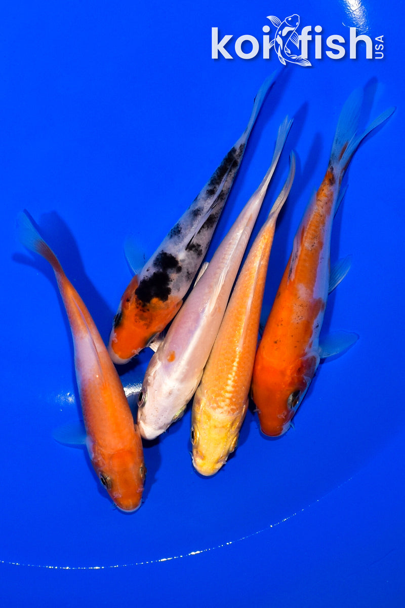 PACK OF (5) 3.75-4" STANDARD KOI