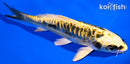 5.5" KIN KIKOKURYU