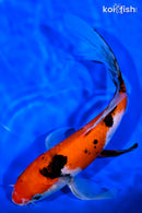 8.75" SANKE BUTTERFLY