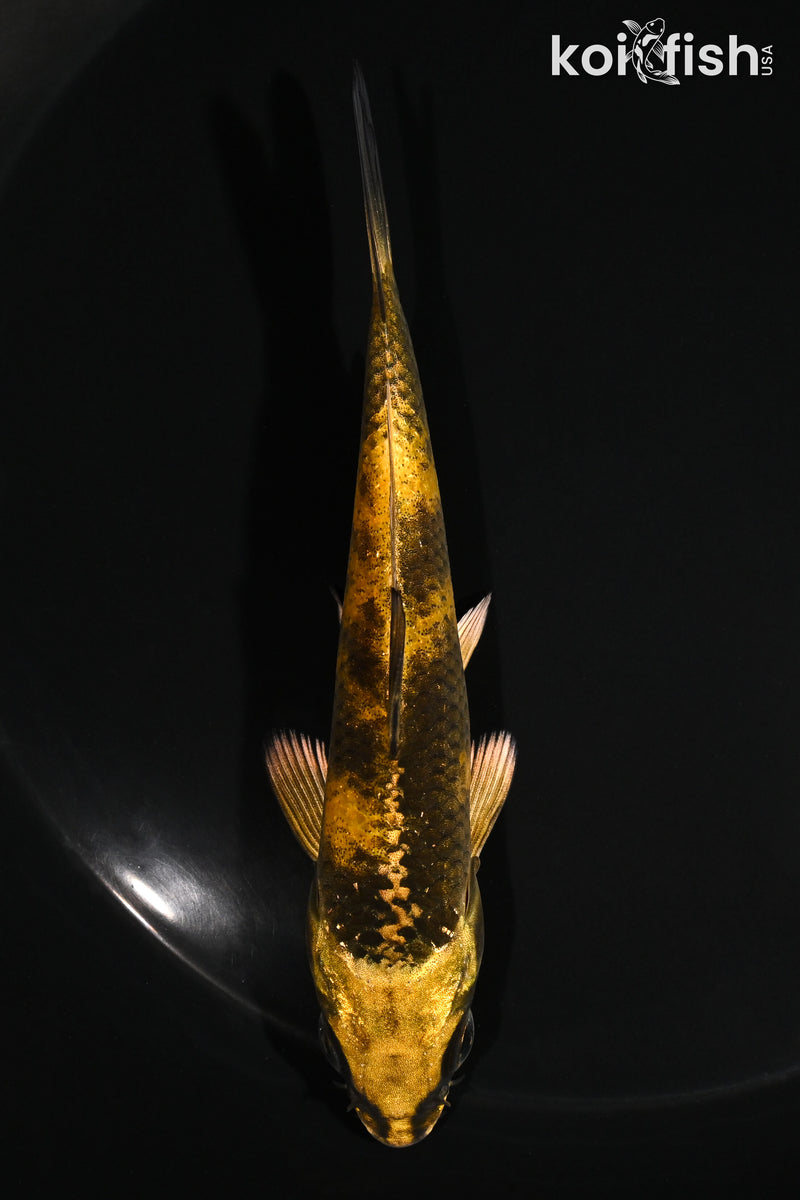 4.75" KIN KI UTSURI