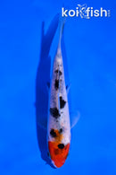 4.5" HOODED SANKE