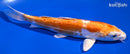 7.5" KIKUSUI