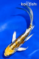 5.5" KIN KIKOKURYU BUTTERFLY