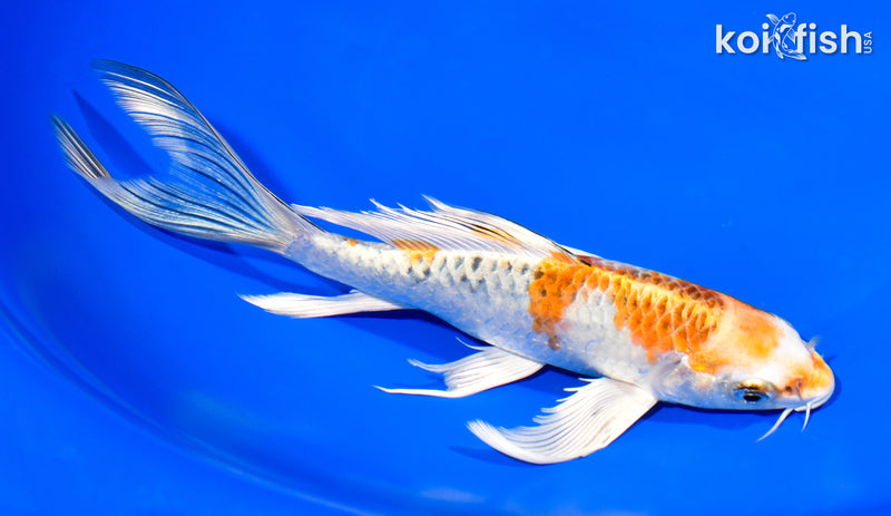 7.5" YAMATO NISHIKI BUTTERFLY