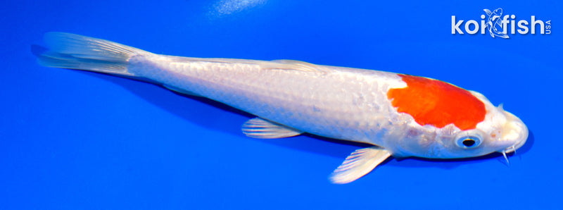 7.5" HARIWAKE
