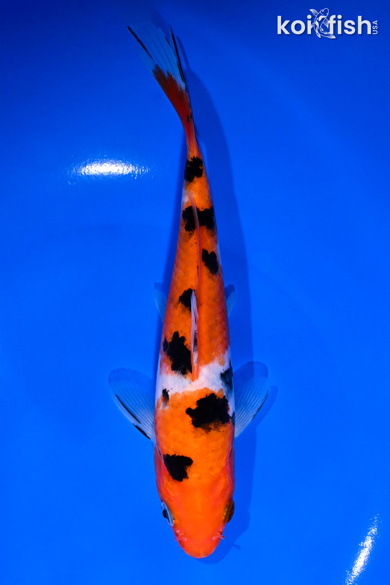6.5" SANKE