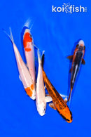 PACK OF (5) 4.5-5" STANDARD KOI