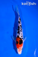 5.5" SANKE